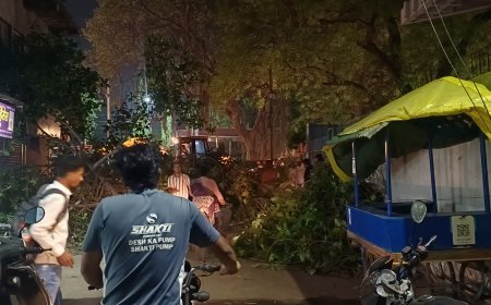 जिल्हाधिकारी कार्यालय परिसरातील जुने झाड पडले!
