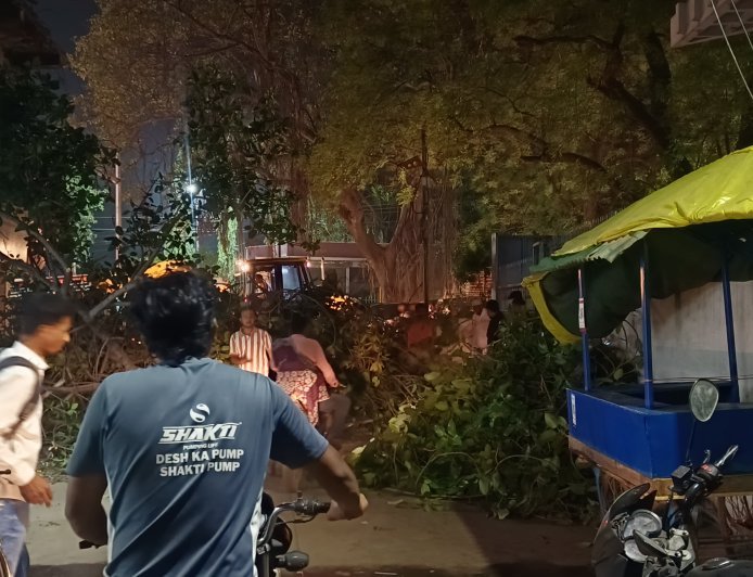 जिल्हाधिकारी कार्यालय परिसरातील जुने झाड पडले!