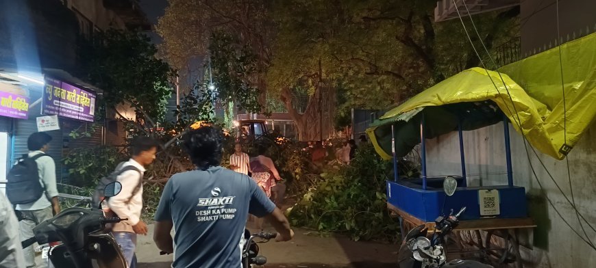 जिल्हाधिकारी कार्यालय परिसरातील जुने झाड पडले!