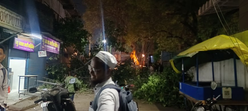 जिल्हाधिकारी कार्यालय परिसरातील जुने झाड पडले!